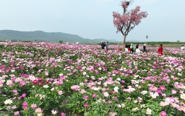 芍药花